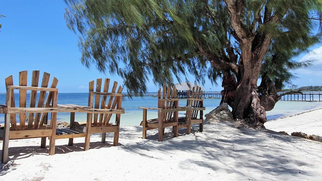 Beach loungers under a tree by the ocean
